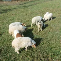 ۸ راس بره علفخوار نر|حیوانات مزرعه|ماسال, |دیوار