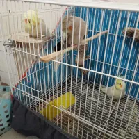 عروس معاوضه ای سه تا ماده|پرنده|هیرمند, |دیوار