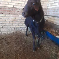 قوچ  شیشک|حیوانات مزرعه|سلماس, |دیوار