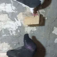 کبوتر زاغ اهوازی و شیرازی