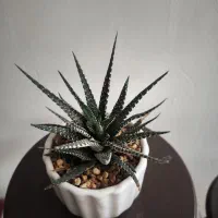 گل و گیاه|گل و گیاه طبیعی|اصفهان, فرح آباد|دیوار