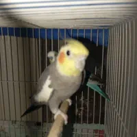 یک عدد عروس هلندی دستی سخنگو