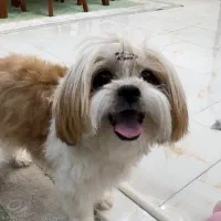 واگذاری شیتزو