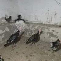 دوتابوقلمون نر۸ماهه سالم وسرحال بزرگ شده توروستا|حیوانات مزرعه|باسمنج, |دیوار