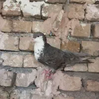 پول لازمم کفترا همه پرشین به شرط همچی|پرنده|مشهد, توس فردوسی|دیوار