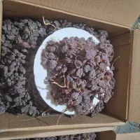 مویز درجه یک شاهچن
