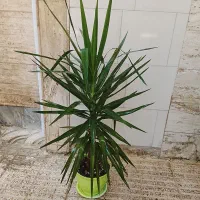 حراج گل و گیاه طبیعی|حراج|اسلام‌شهر, شهرک سعیدیه|دیوار