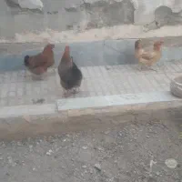 سه عدد مرغ جوان
