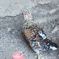 مرغ   خروس