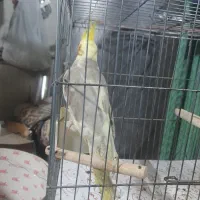 عروس هلندی سخنگو|پرنده|نسیمشهر, |دیوار