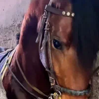 کره اسب نریان عرب