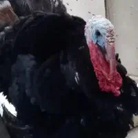 ۱۰ عدد بوقلمون