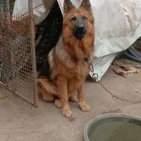 سگ ژرمن معاوضه|سگ|گرگان, |دیوار