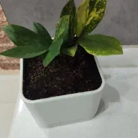 فروش زامو فیلیا ابلق