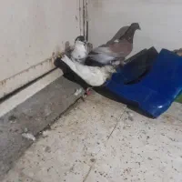 کبوتر
