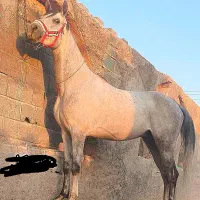 نریون شش دانگ عرب مصری دوسر وارداتی جهت کشش