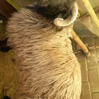 قوچ ملحه،بذری،قوچ درجه یک|حیوانات مزرعه|ششده و قره بلاغ, |دیوار