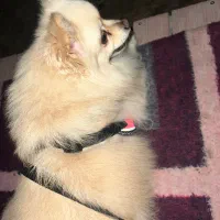 سگ پامر واگذاری