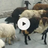 چند جفت میشو بره انتیک