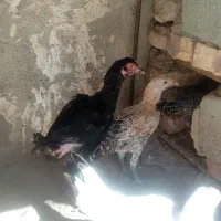 جوجه محلی