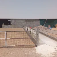 دامداری و3 هکتار زمین کشاورزی|فروش دفتر صنعتی، کشاورزی، تجاری|حبیب آباد, |دیوار