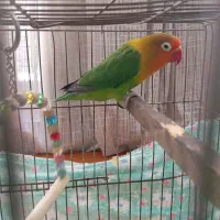 طوطی کوتوله ماده بالغ