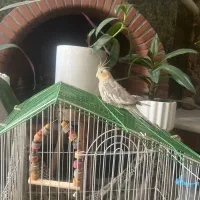 عروس هلندی|پرنده|تهران, استقلال|دیوار