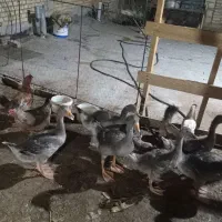 غاز و قوقاز برای فروش در شهر ملاثانی