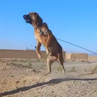 واگذاری سگ خراسانی نگهبان و گله