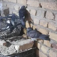 پرنده