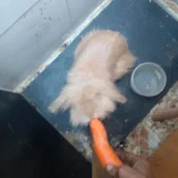 سلام بخاطر که من سر کار هستم واسه فروش|موش و خرگوش|اهواز, کوی رمضان|دیوار