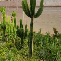 ایفوربیا تریگونا|گل و گیاه طبیعی|قدس, شهرقدس|دیوار