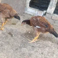 دو عدد|حراج|خوی, |دیوار