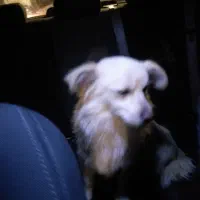 سگ گمشده|سگ|همدان, |دیوار