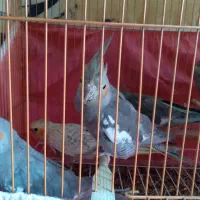 فروش فوری عروس هلندی|پرنده|گلپایگان, |دیوار