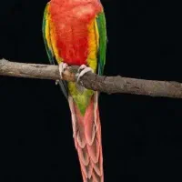 معاوضه طوطی گرینچیک راهب و خورشیدی