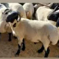 مرکزفروش گوسفندی زنده بره نذری عقیقه لاله زینبیه|حیوانات مزرعه|اصفهان, دارک|دیوار