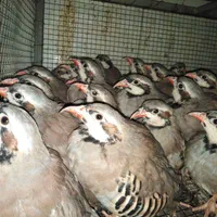 طیورپرورشی