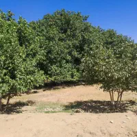 فروش باغ گردو و بادام وانگور در روستای سیمین زاغه|فروش زمین و ملک کلنگی|بهار, |دیوار