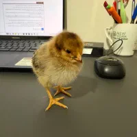 جوجه