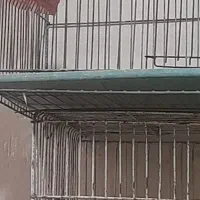 سهره نر وماده|پرنده|شاهین‌شهر, گزبرخوار|دیوار