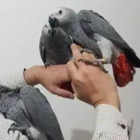 جوجه کاسکو دم قرمز و کاکادو و رد فکتور نژاد برتر|پرنده|شیراز, اصلاحنژاد|دیوار