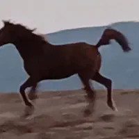 مادیان|اسب و تجهیزات اسب‌سواری|کرمانشاه, |دیوار