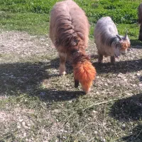 میش|حیوانات مزرعه|گتوند, |دیوار