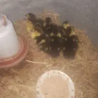 جوجه اردک اسراییلی