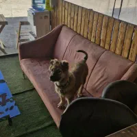 توله سراب نر ۸ ماه