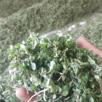 کاکوتی بابونه