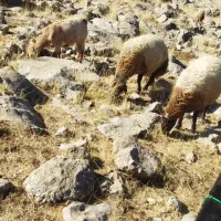 میش داشتی|حیوانات مزرعه|بیلوار, |دیوار