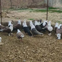 25عدد کربلایی یا کله سفید