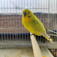 مرغ عشق وعروس هلندی رام